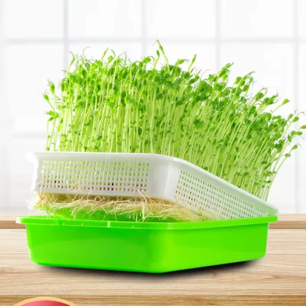 Portable Soilless Hydroponic Bean