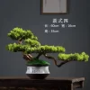 Welcome Pine Bonsai Desk Ornament 4