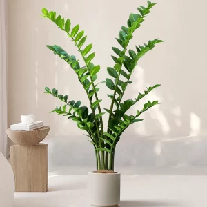 40-70cm Fake Money Leaf Ficus 1