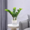 40-70cm Fake Money Leaf Ficus 5