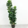 150cm Large Artificial Ficus Lyrata Plant 4