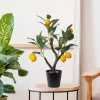 1PCS Artificial Lemon Tree Bonsai 2