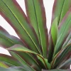 Dracaena Artificial Plant (4ft) 2