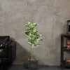 Artificial Rubber Tree Plant 2