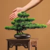 DIY Potted Bonsai 3