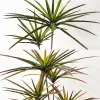 Large Artificial Dracaena Plant 3