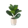 38cm Small Ficus Plant 5