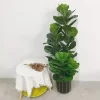 150cm Large Artificial Ficus Lyrata Plant 3