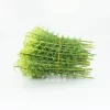 15cm 30pcs Mini Bamboo Trees 4