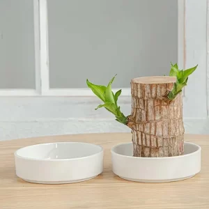 Brazilian Wood Plant Tray Holder 1