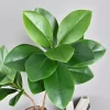 76-135cm Artificial Magnolia & Rubber Fig Tree 3