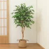 Artificial Ficus Tree with Natural Wood Trunk 2