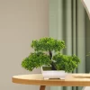 Japanese Pine Bonsai – Zen Desk Centerpiece 2