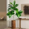 74-140cm Large Ficus Tree with Magnolia Leaves 3