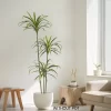 Artificial Dracaena Plant Indoor Ornament 3