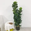 150cm Large Artificial Ficus Lyrata Plant 2