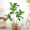 76-135cm Artificial Magnolia & Rubber Fig Tree 2