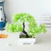 Small Potted Bonsai for Weddings & Home Decor 4
