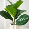 38cm Small Ficus Plant 2