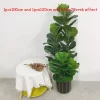 150cm Tall Artificial Ficus 6