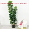 150cm Tall Artificial Ficus 5