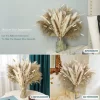 Boho Pampas Grass Decor – Natural Fluffy Dried Flowers for Wedding & Home 4