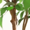 Artificial Ficus Tree with Natural Wood Trunk 5