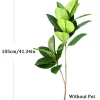 74-140cm Large Ficus Tree with Magnolia Leaves 5