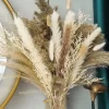 Boho Pampas Grass Decor – Natural Fluffy Dried Flowers for Wedding & Home 6