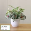 Artificial Potted Bonsai Green Tree 3