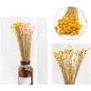 50Pcs Dried Flowers – Natural Floral Photography & Home Decor 3