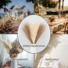 55CM 10Pcs Fluffy Pampas Grass for Boho Wedding & Home Decor 5