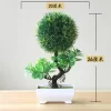 Potted Pine Bonsai for Table & Office Decoration 5