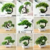 Potted Pine Bonsai for Table & Office Decoration 2