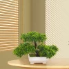 Japanese Pine Bonsai – Zen Desk Centerpiece 3