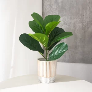 38cm Small Ficus Plant 1