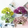 Small Potted Bonsai for Weddings & Home Decor 5