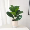 38cm Small Ficus Plant 3