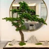 Large Artificial Pine Bonsai for Home & Office 2