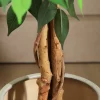 Artificial Ficus Trees with Curved Trunks 5