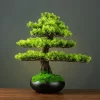 DIY Potted Bonsai 5