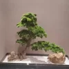 Large Artificial Pine Bonsai for Home & Office 5