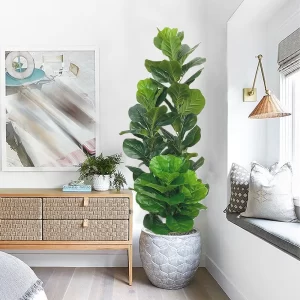 150cm Tall Artificial Ficus 1