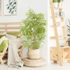 Artificial Bamboo Tree with Real Trunk & Lifelike Leaves 2