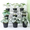 Artificial Plants Small Tree Fake Flowers Bonsai 2