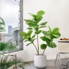 76-135cm Artificial Magnolia & Rubber Fig Tree 5