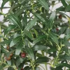 95/110cm Artificial Olive Tree Branches 4