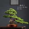 Welcome Pine Bonsai Desk Ornament 3