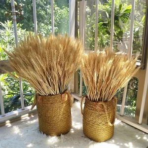 100PCS Natural Dried Wheat Stalks 1