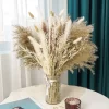 Boho Pampas Grass Decor – Natural Fluffy Dried Flowers for Wedding & Home 2